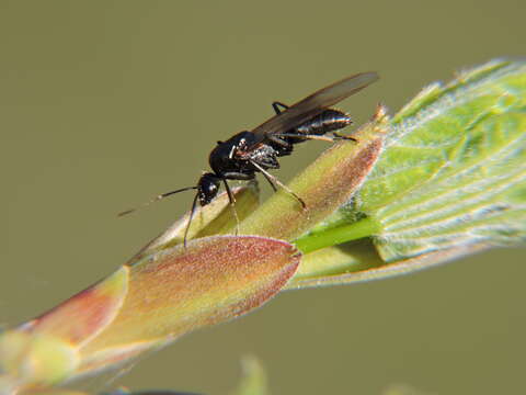 Image of Camponotus vagus (Scopoli 1763)