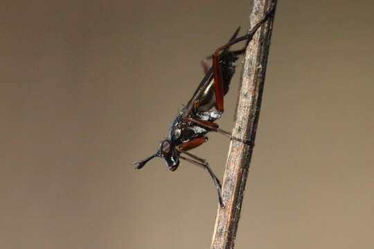 Image de Sepedon sphegea (Fabricius 1775)