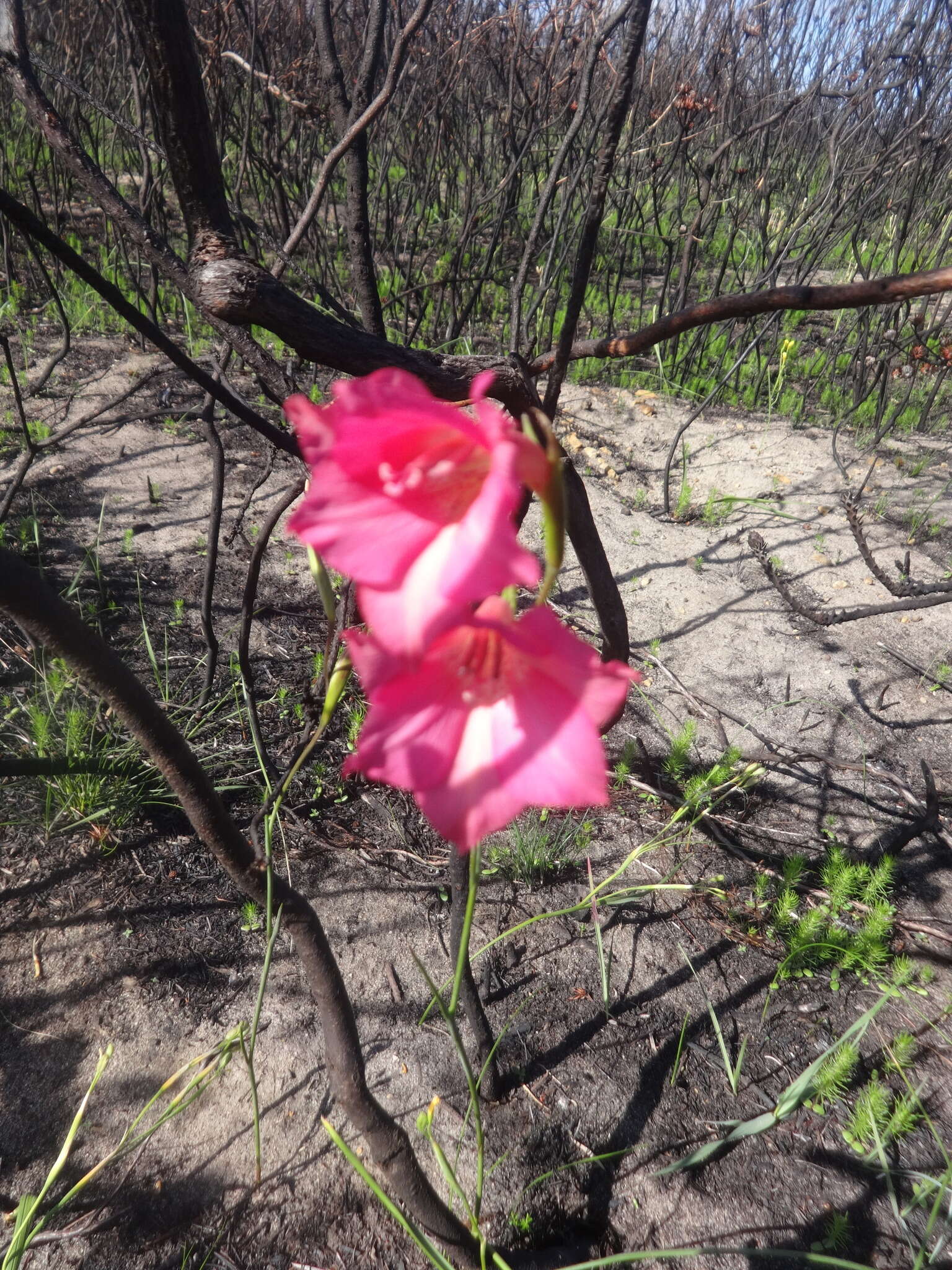 Image of Gladiolus meridionalis G. J. Lewis