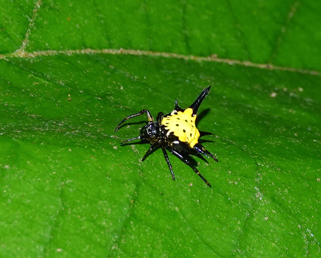 Image of Macracantha hasselti (C. L. Koch 1837) Macharoenboon, Siriwut & Jeratthitikul 2021