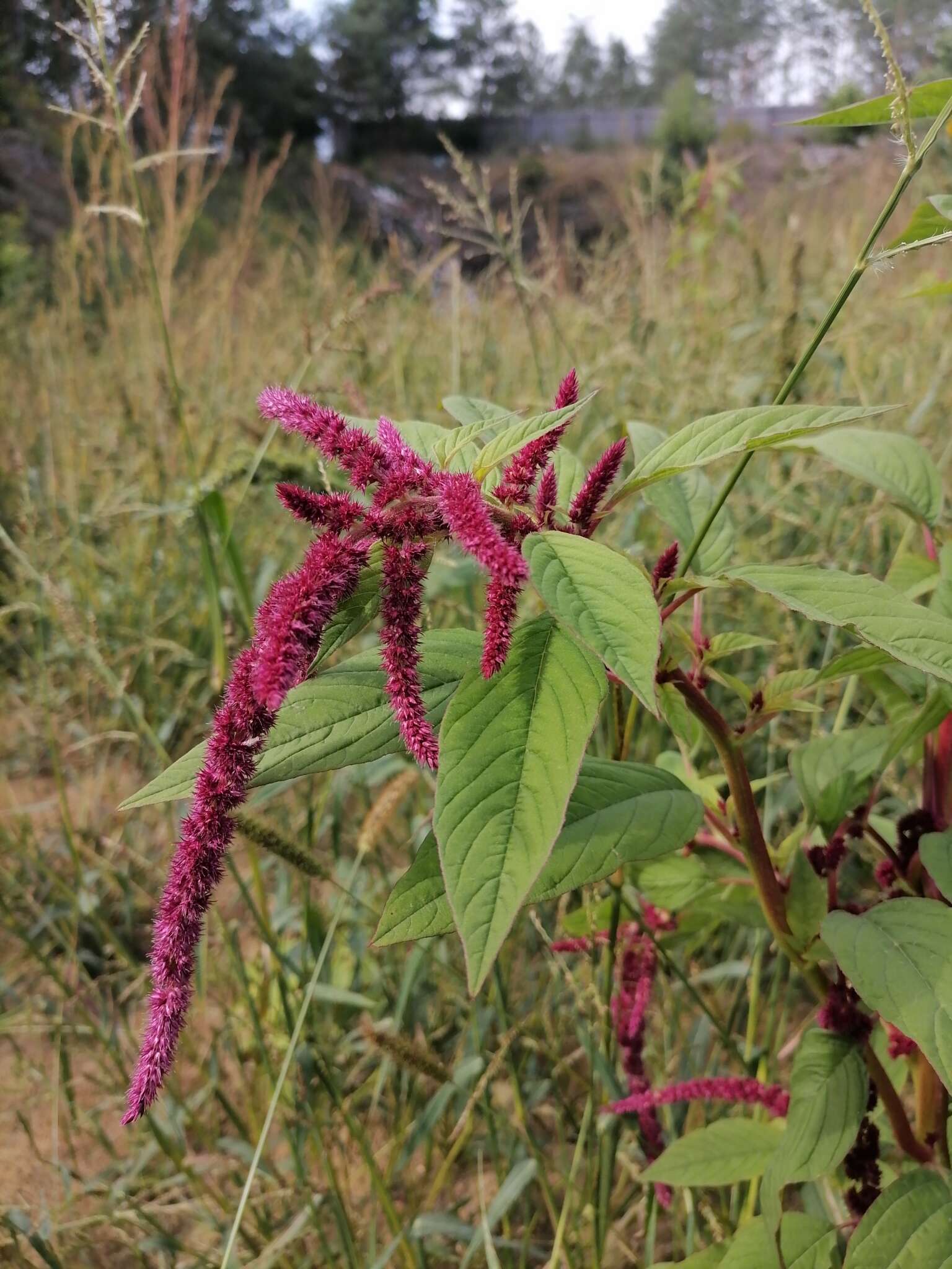 Image of love-lies-bleeding