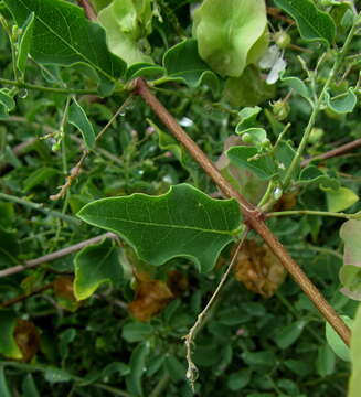 Image of Triaspis glaucophylla Engl.