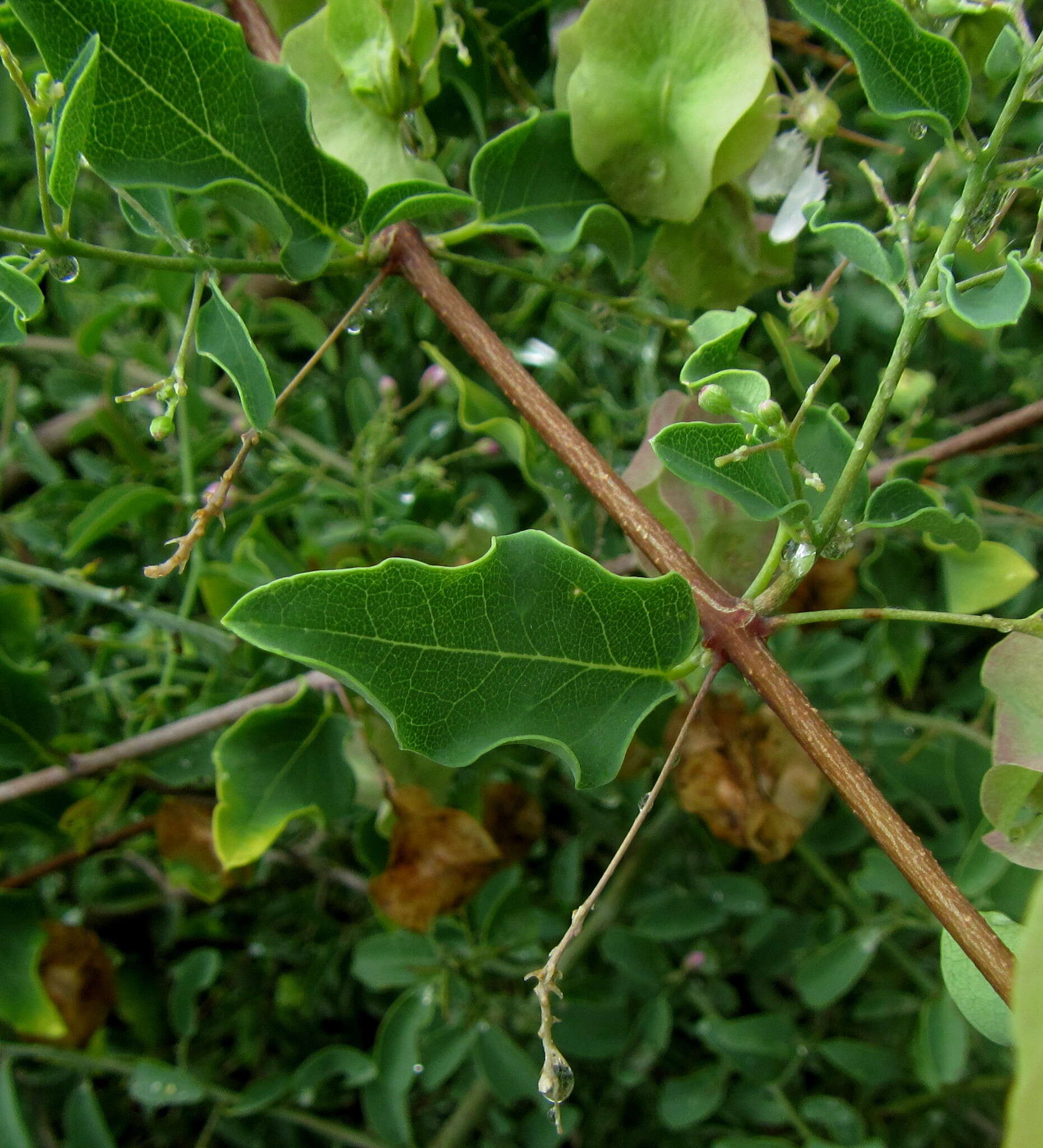 Image of Triaspis glaucophylla Engl.