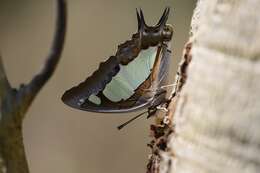 Image of Polyura agrarius Swinhoe 1886