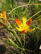 Image of Cape tulip