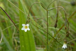 Image of purging flax, fairy flax