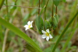 Image of purging flax, fairy flax