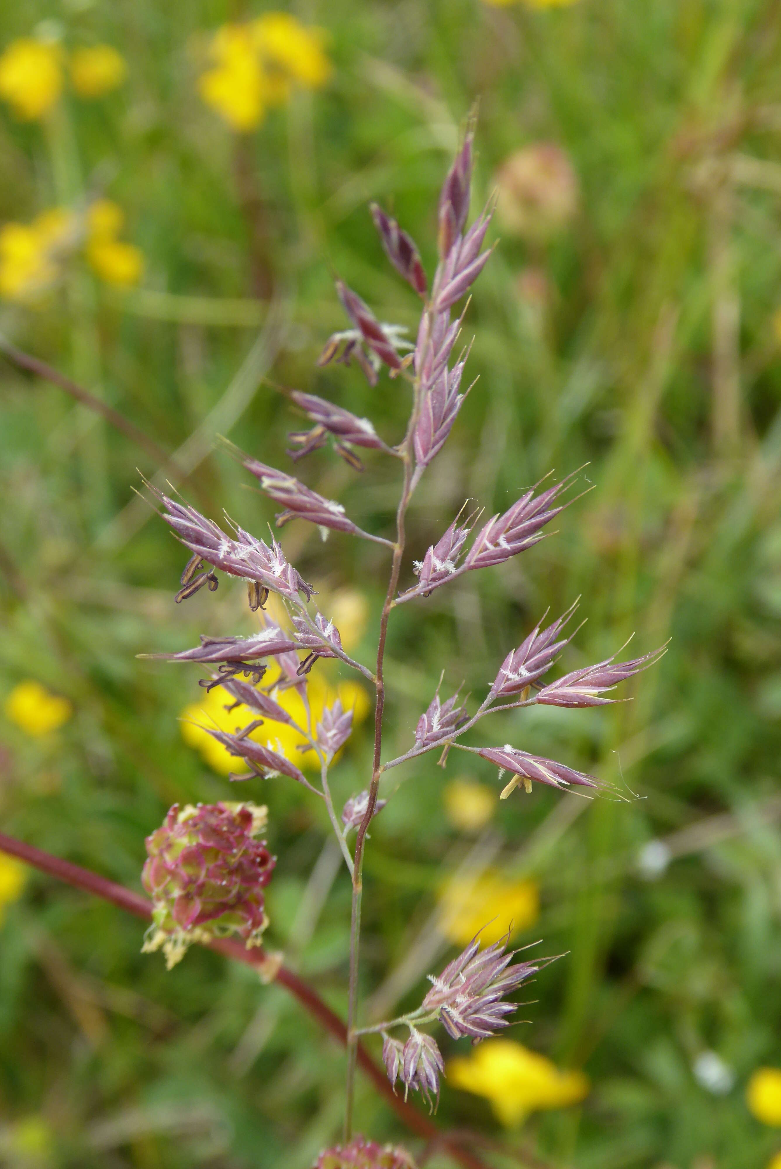 Image of red fescue