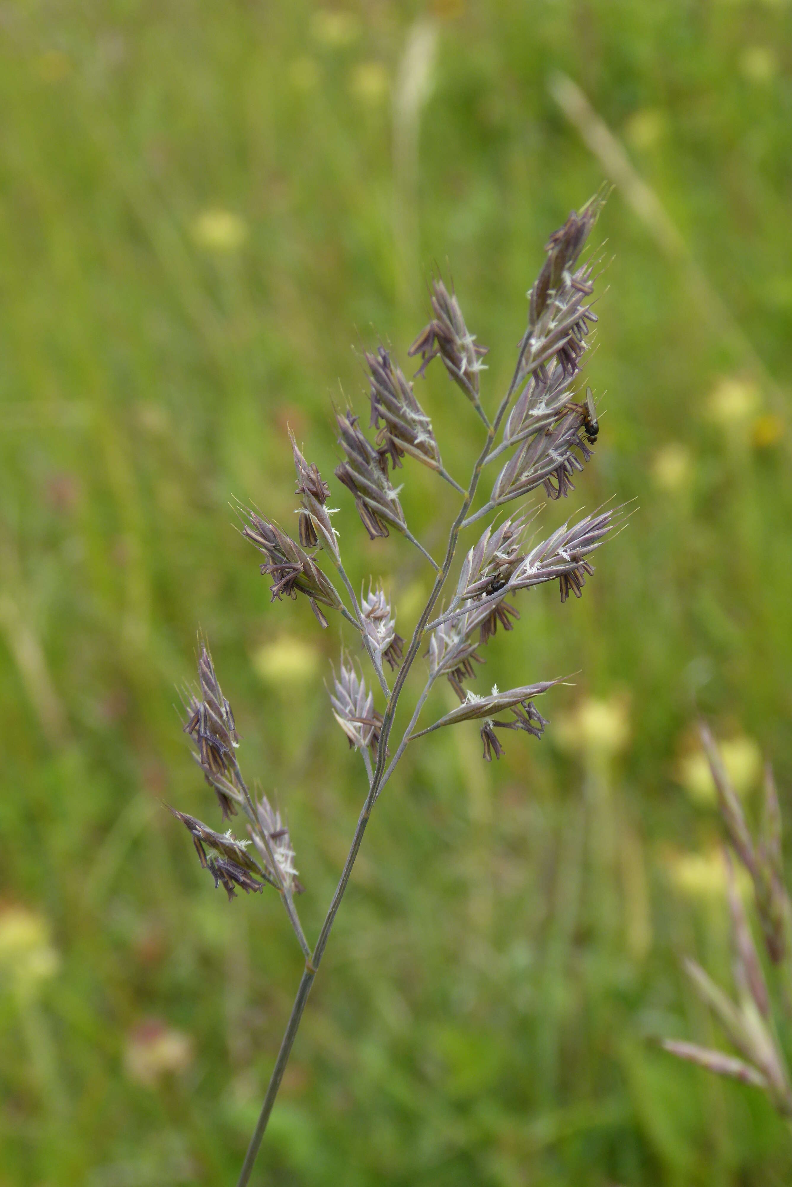 Image of red fescue