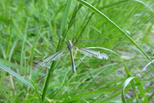 Image of Marsh crane fly