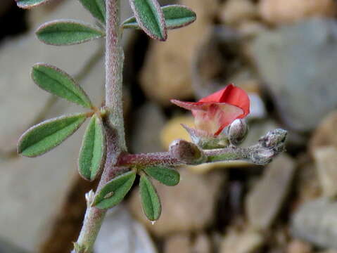 Image of Indigofera sessilifolia DC.