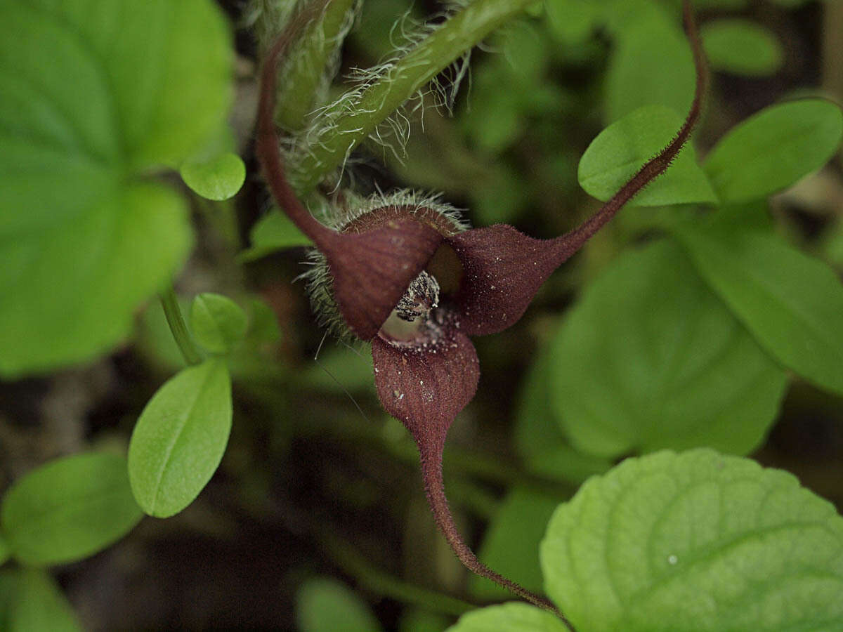 Image of British Columbia wildginger