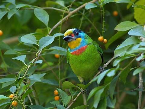 Image of Asian barbets