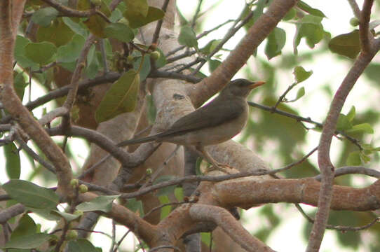 Image of African Thrush