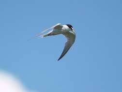 Image of Little Tern