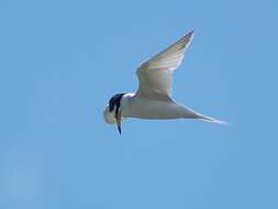 Image of Little Tern