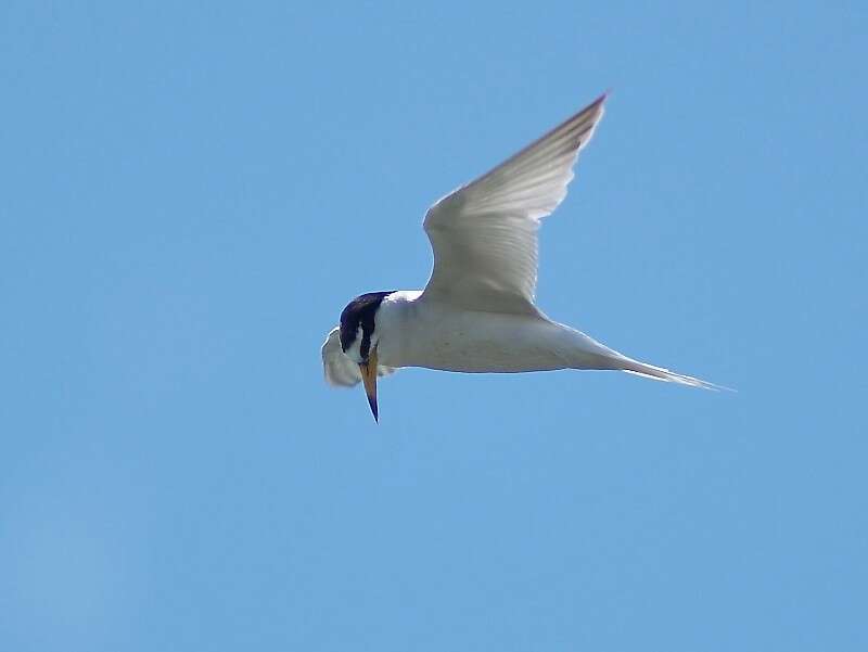 Image of Little Tern