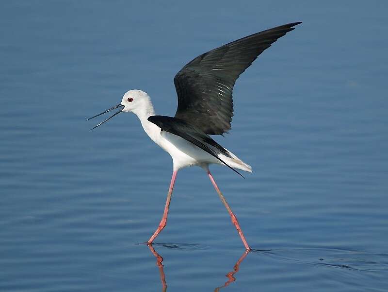 Image of Black-winged Stilt