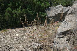 Imagem de Astragalus ponticus Pall.