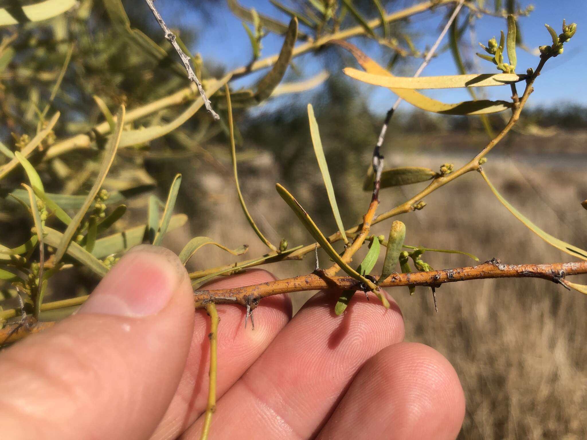 Acacia victoriae Benth. resmi