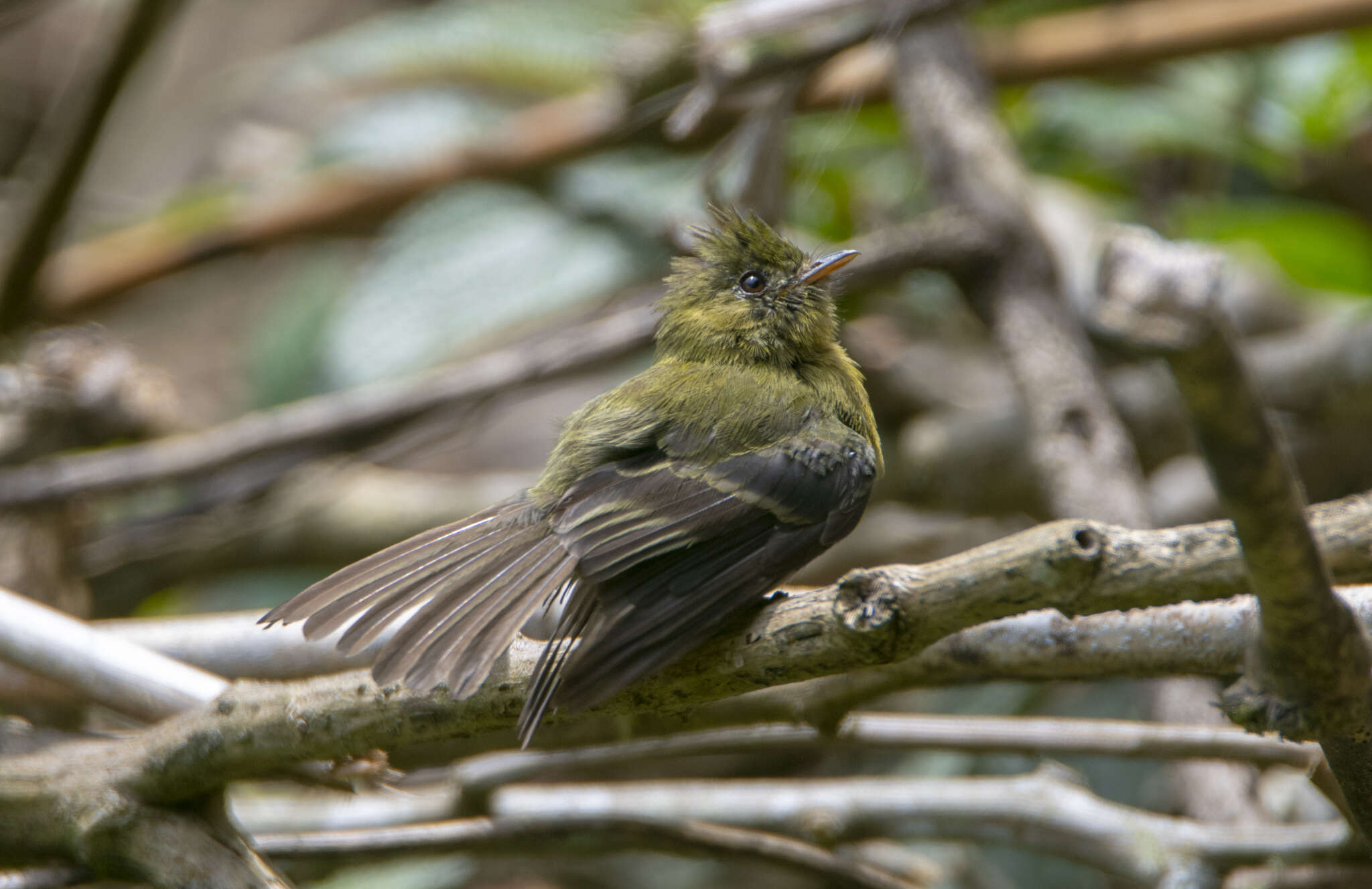 Image of Olive Flycatcher