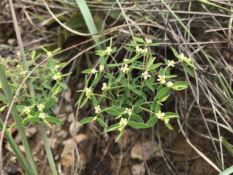 Слика од Euphorbia potentilloides Boiss.