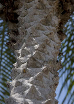 Image of pygmy date palm