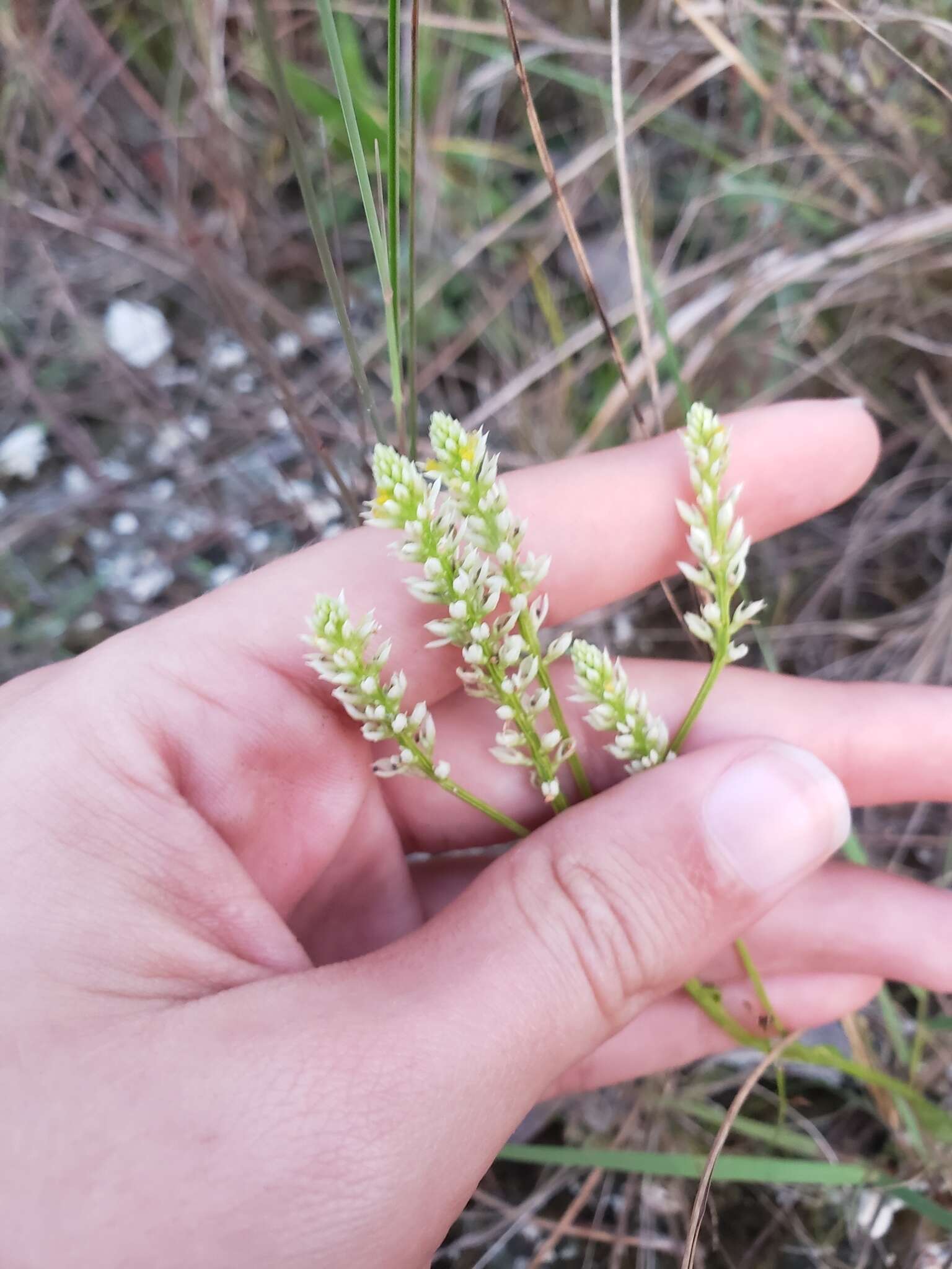 Image of Polygala carteri