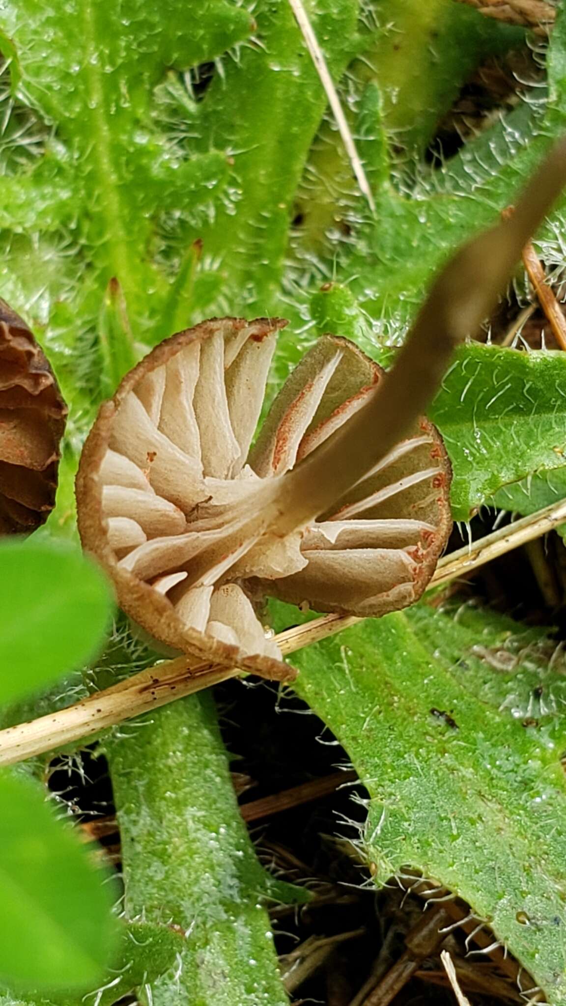 Image of Entoloma cuboideum Hesler 1967