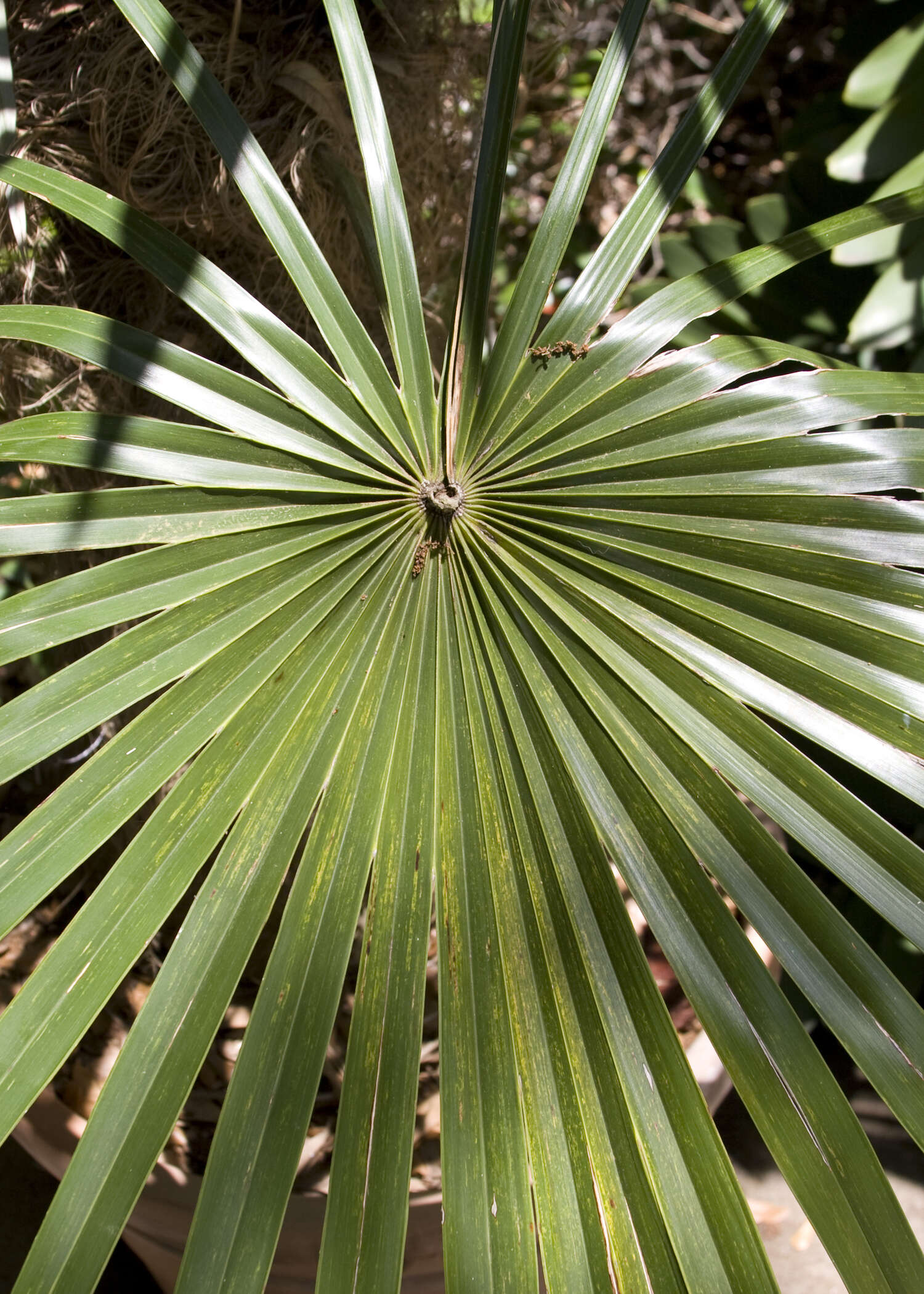 Image of Old man palm