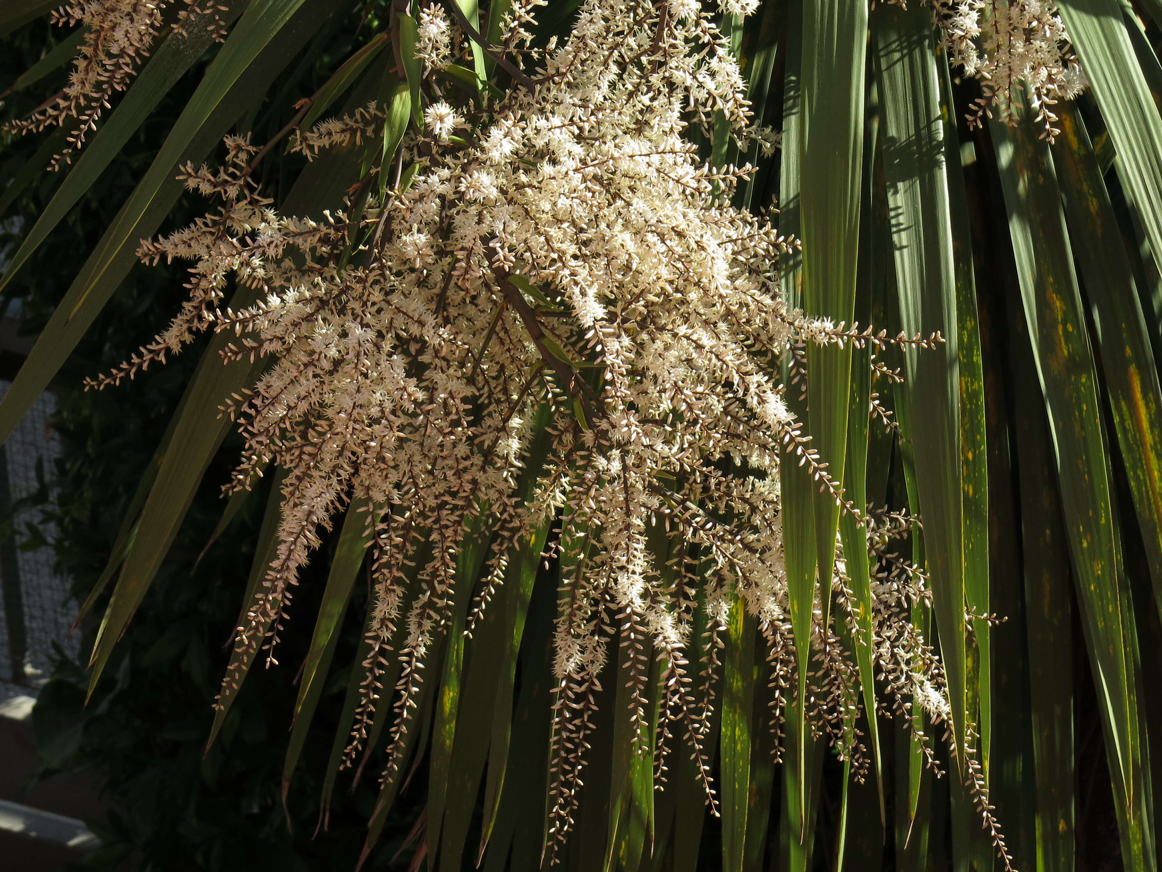 Image of cabbage tree