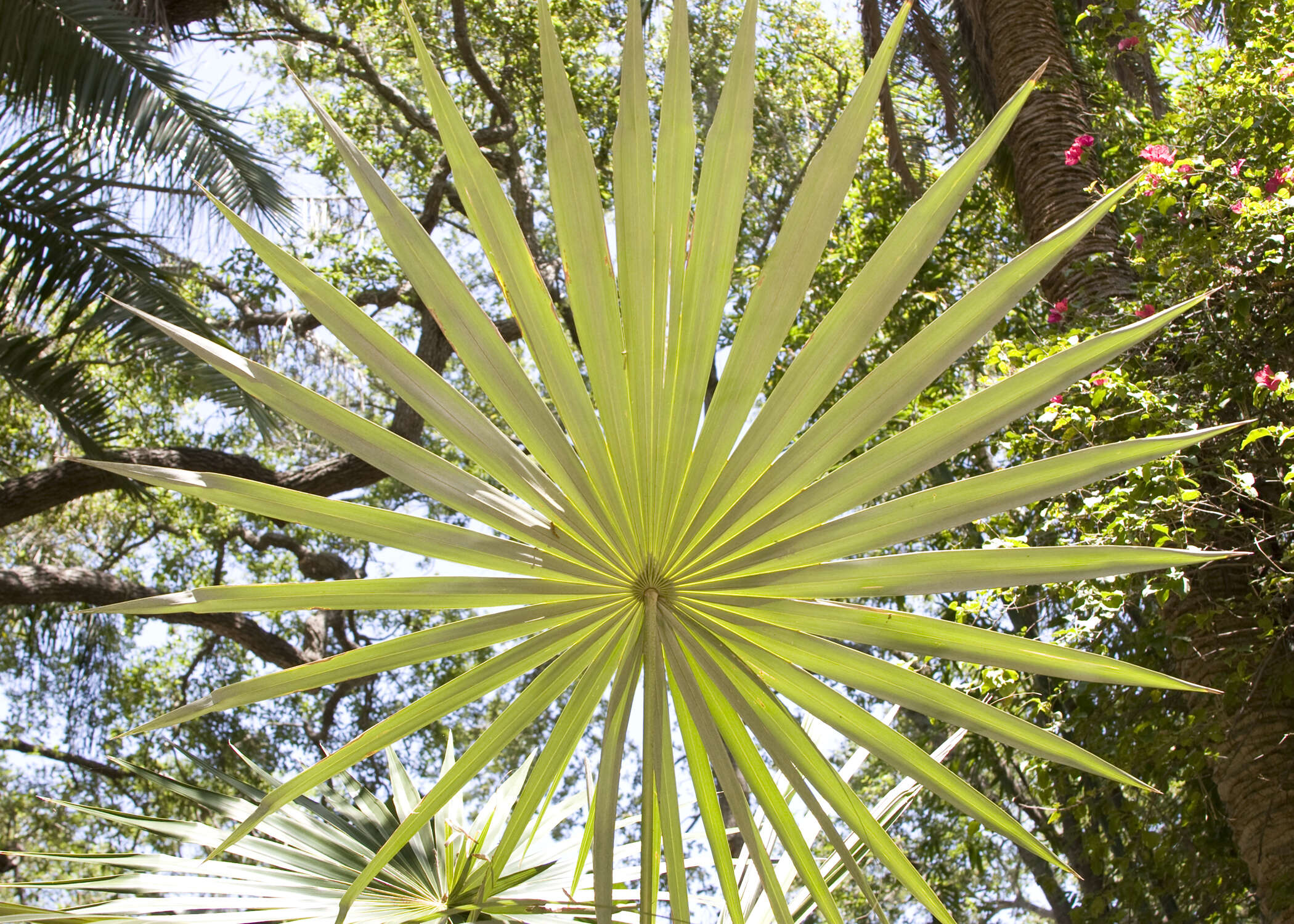 Image of Old man palm