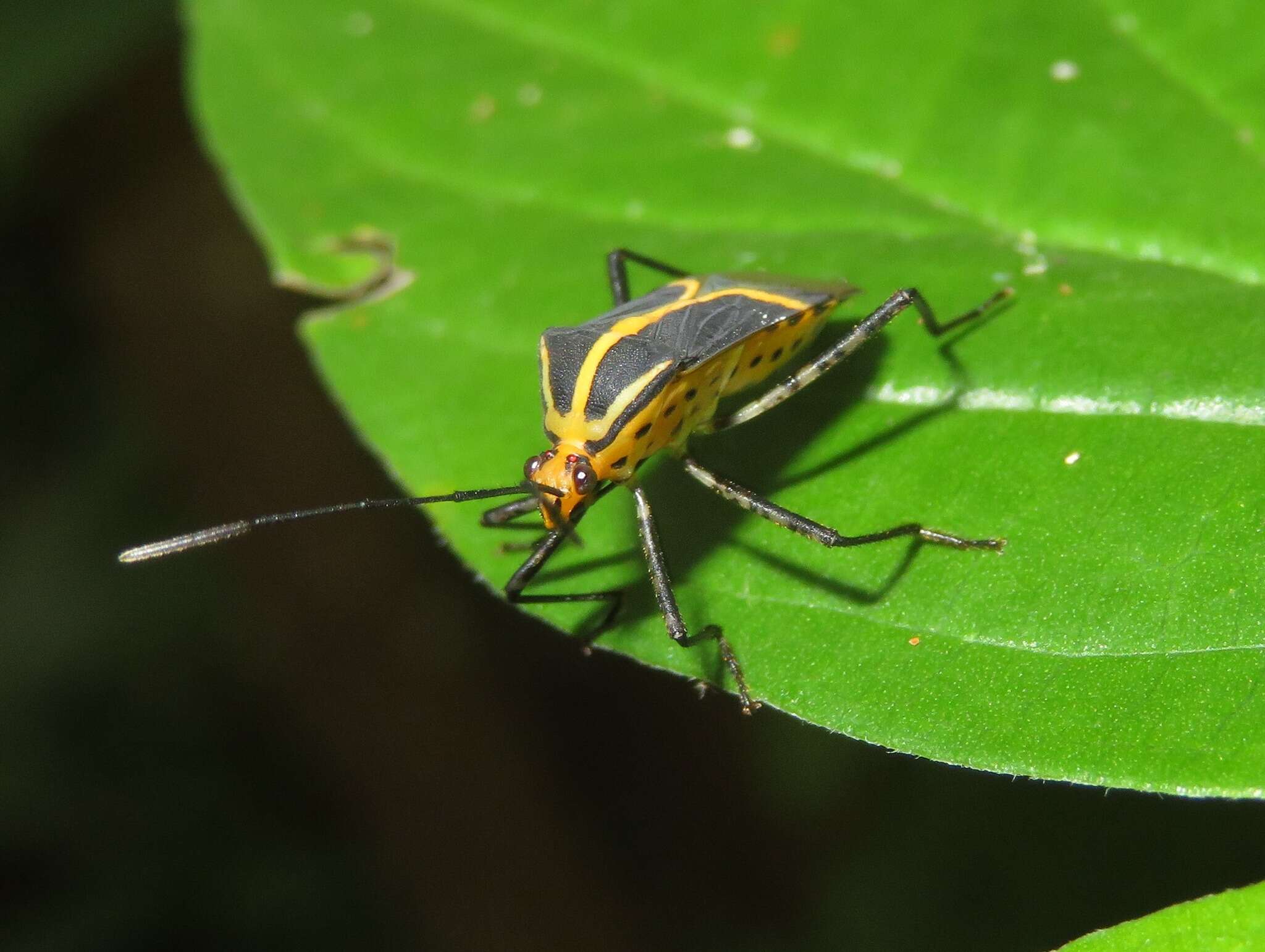 Plancia ëd Hypselonotus linea (Fabricius 1803)