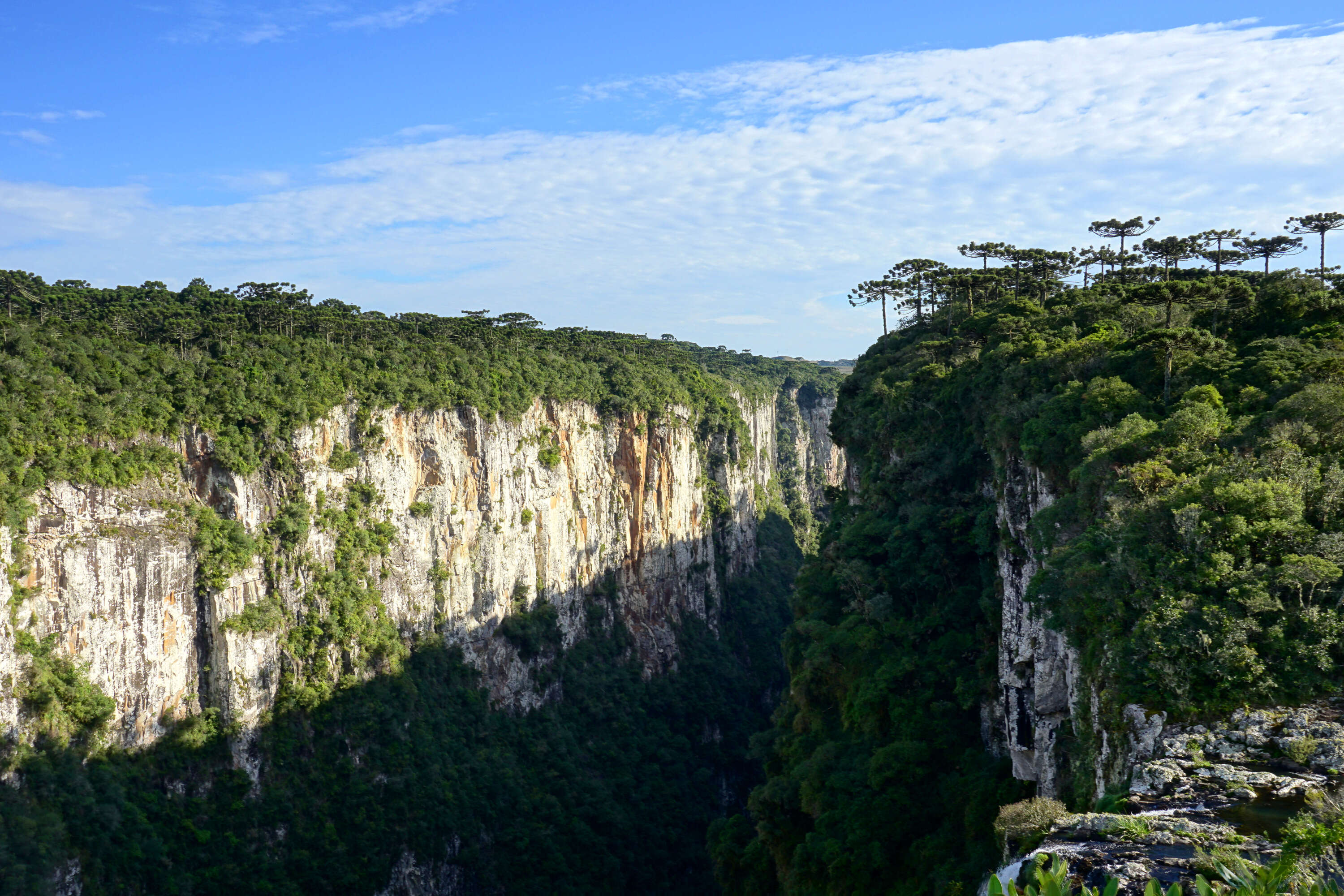 Image de Pin du Paraná