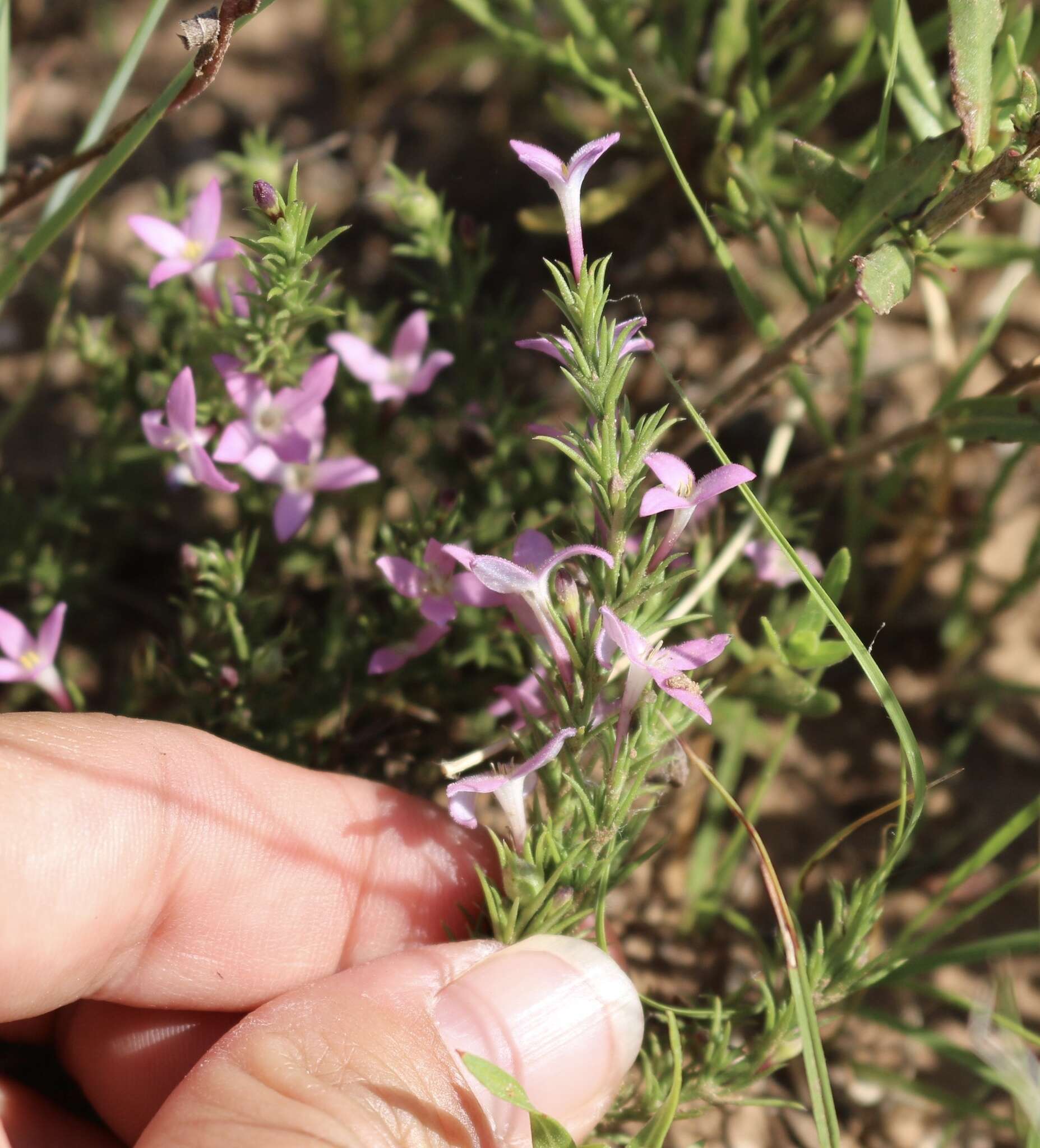 Sivun Houstonia acerosa (A. Gray) Benth. & Hook. fil. kuva