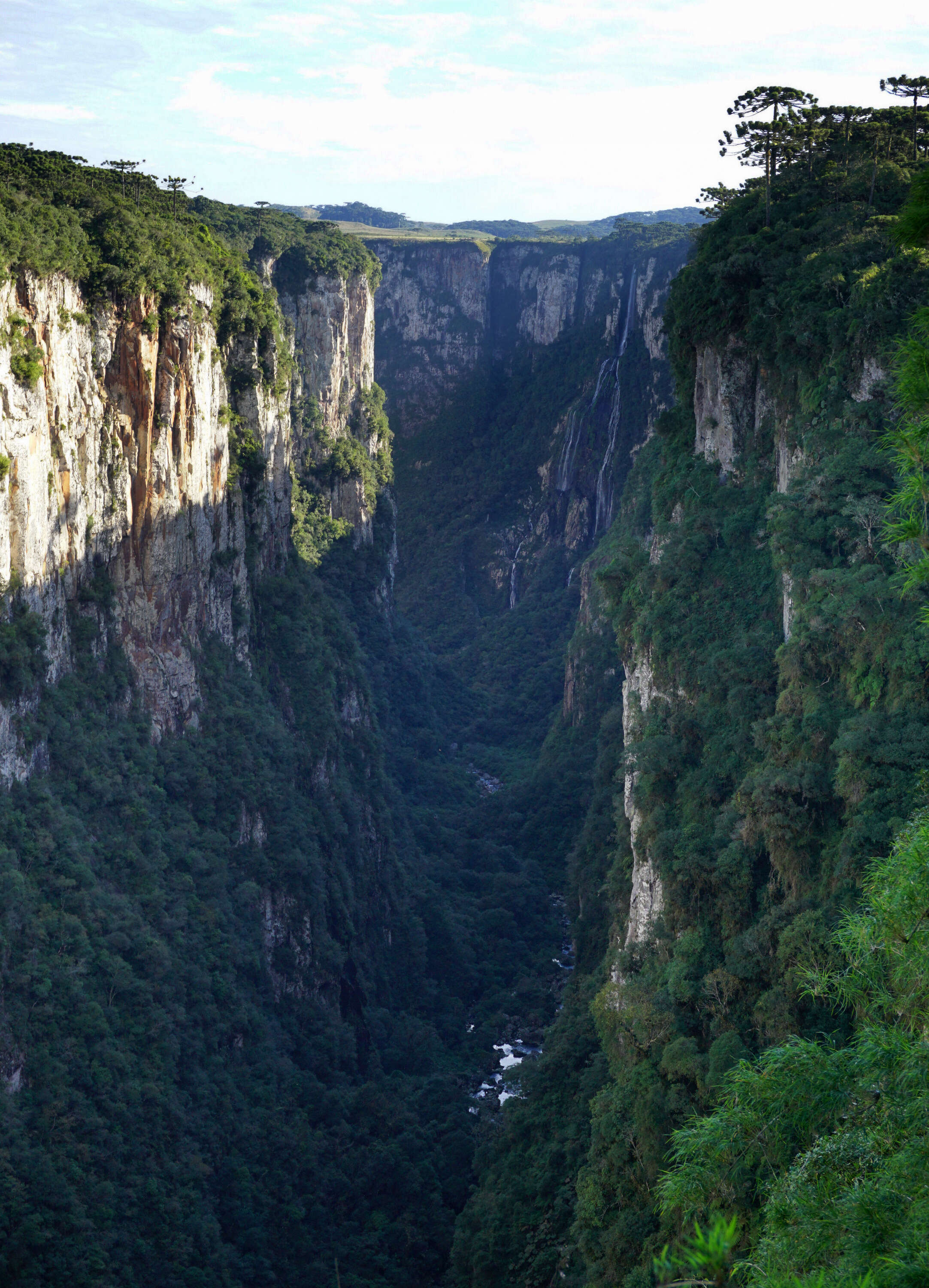 Image de Pin du Paraná