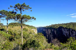 Image of Candelabra Tree