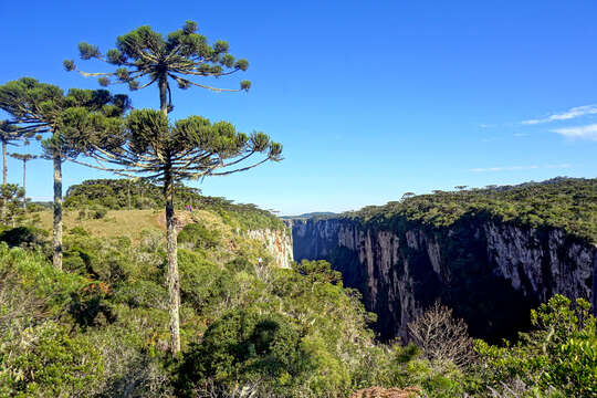 Image de Pin du Paraná