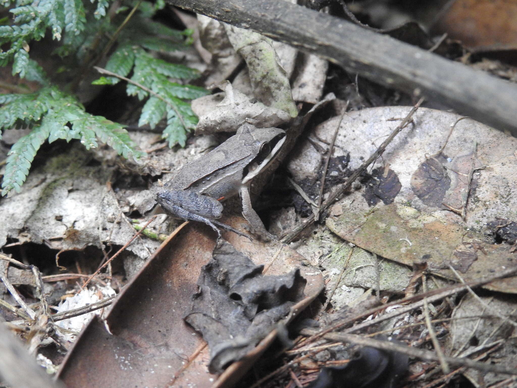 Plancia ëd Leptodactylus didymus Heyer, García-Lopez & Cardoso 1996