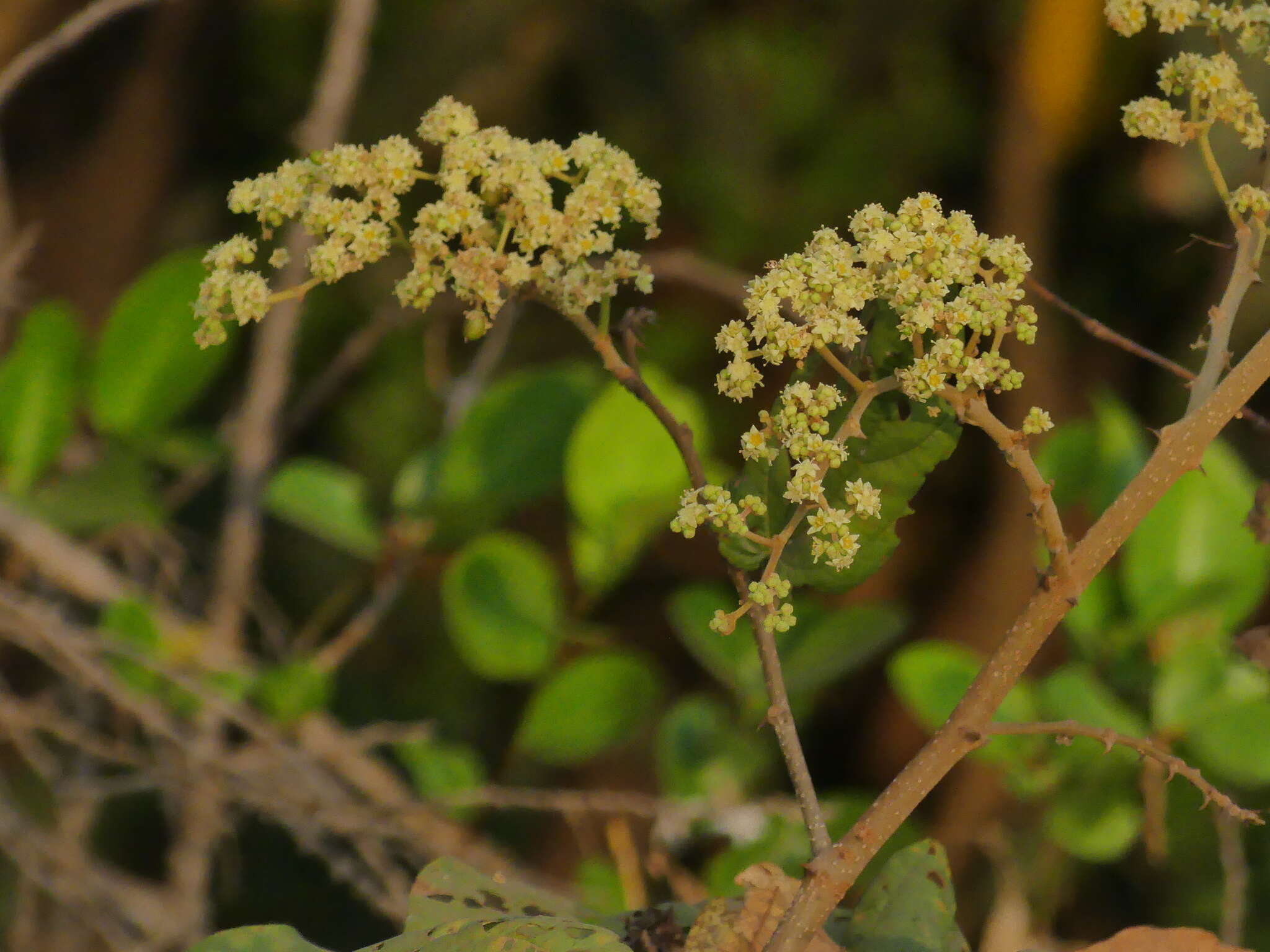 Ziziphus rugosa Lam. resmi