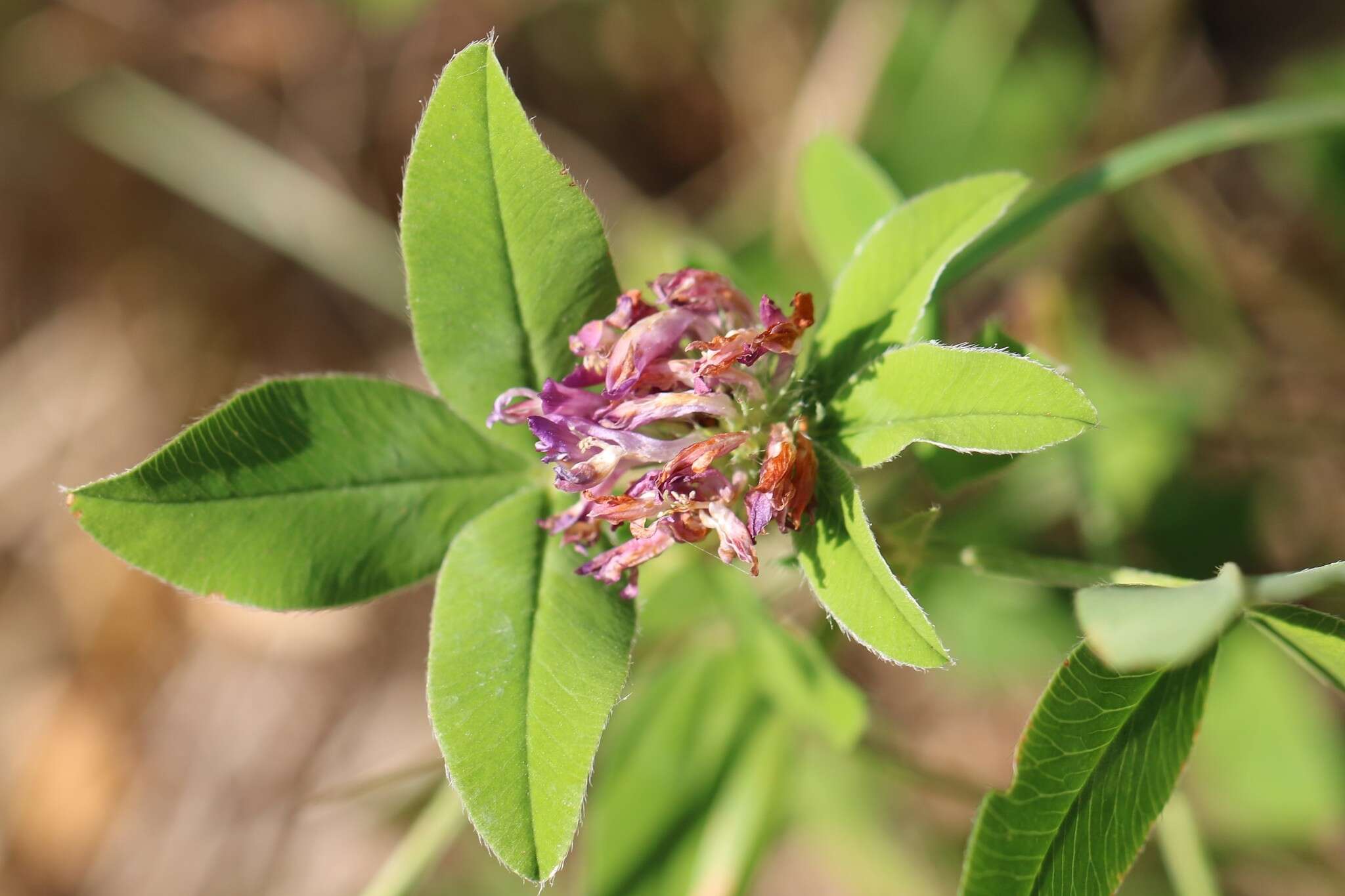 Image of zigzag clover