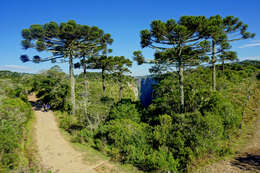 Image of Candelabra Tree