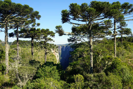 Image of Candelabra Tree