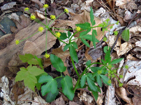 Image of Meadow Alexanders