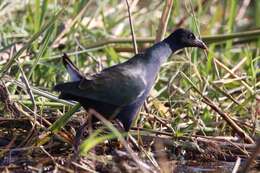 Image of Allen's Gallinule