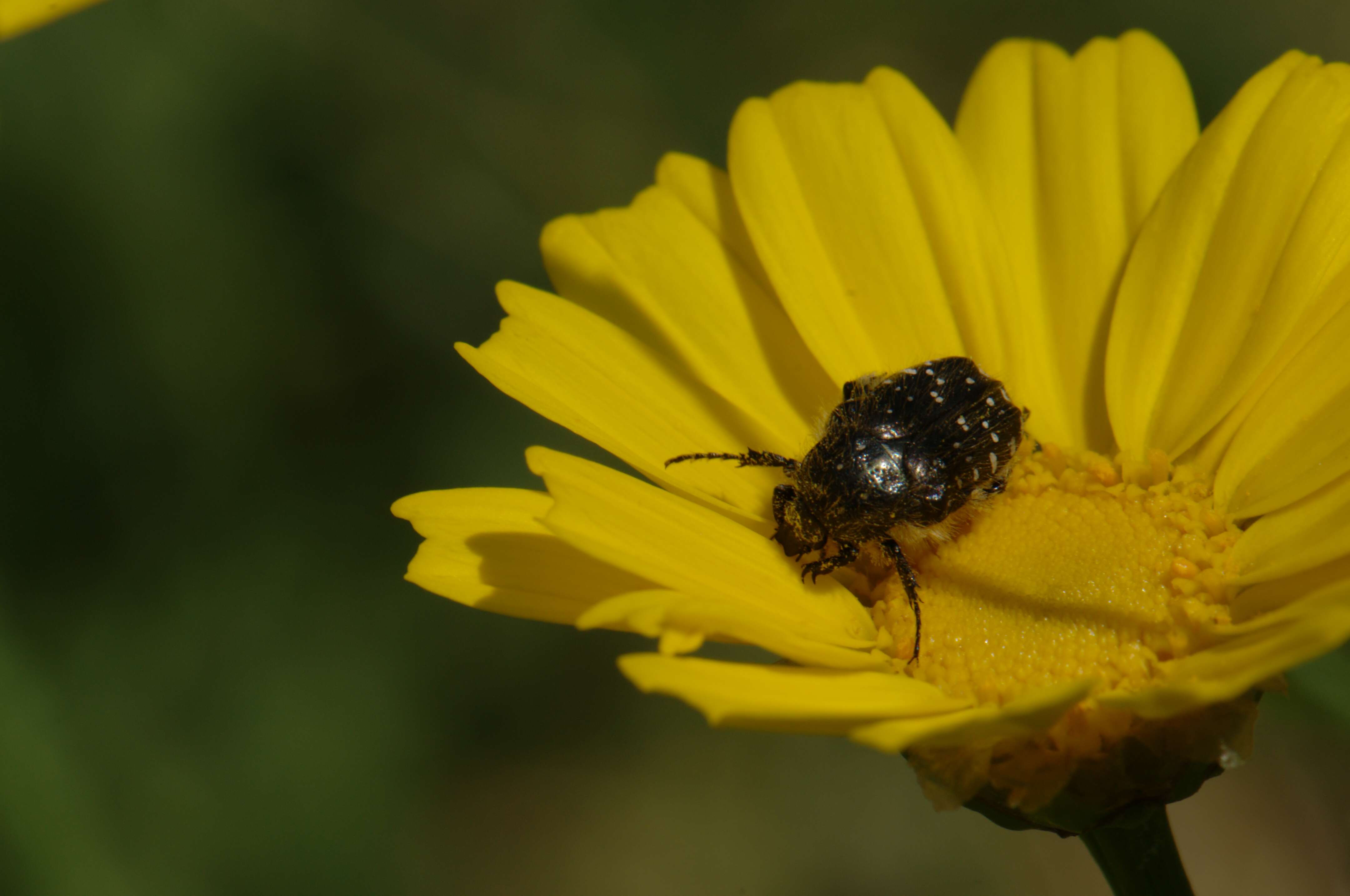 Image de Cétoine grise