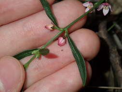 Image de Cyanothamnus polygalifolius