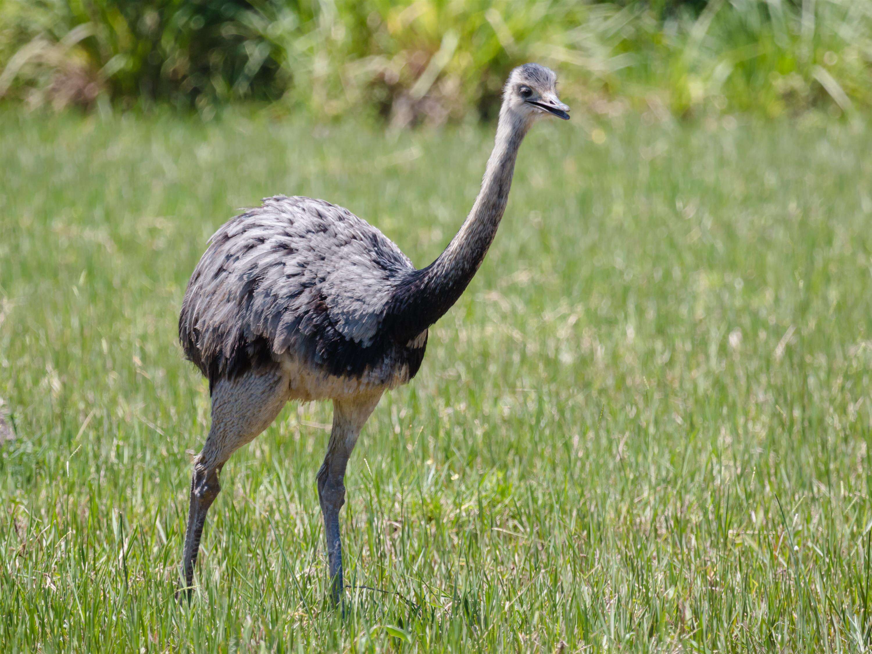 Image of Common Rhea