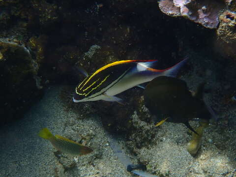 Image of two-lined monocle bream