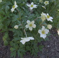 Image of Snowdrop Anemone